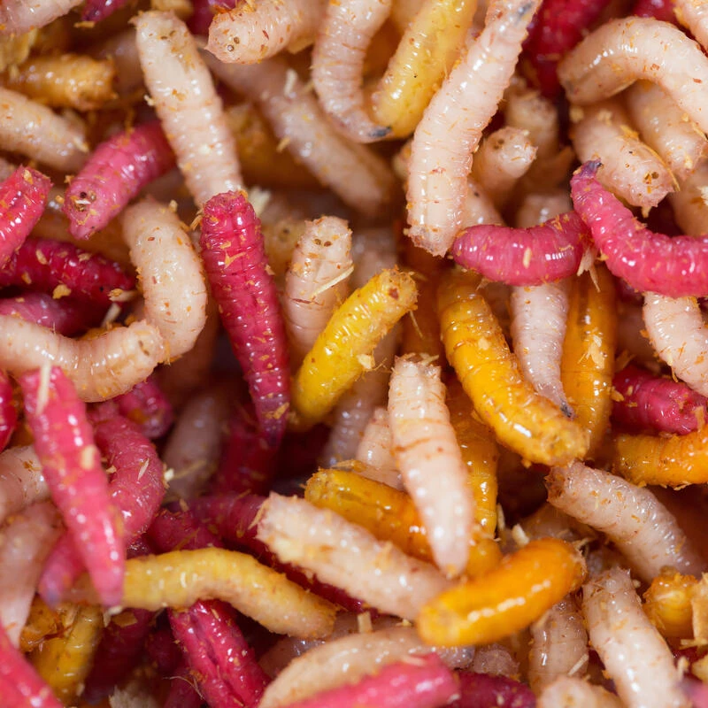 No Brand Appâts Vivants De Pêche, 1/2 L Asticots Multi Couleurs 1 No Brand Appâts Vivants De Pêche, 1/2 L Asticots Multi Couleurs