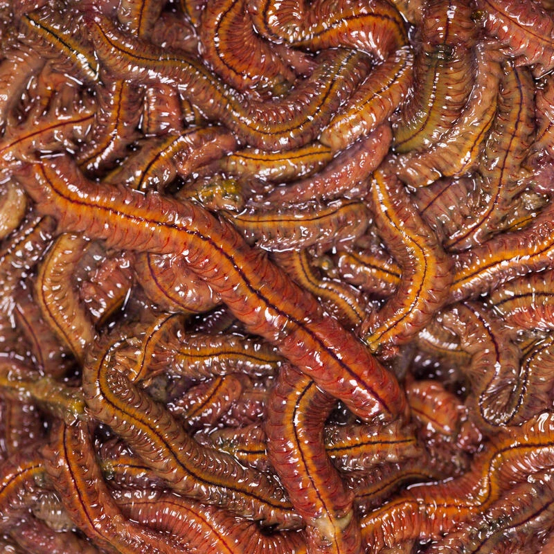 No Brand Appâts Vivants De Pêche En Mer - Vers Demi Dure (Escabène) 40gr 1 No Brand Appâts Vivants De Pêche En Mer - Vers Demi Dure (Escabène) 40gr