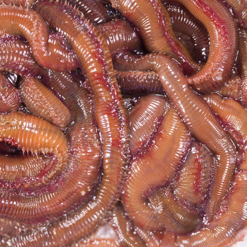 No Brand Appâts Vivants De Pêche En Mer - Vers Mourons (Pistiches) X6/7 1 No Brand Appâts Vivants De Pêche En Mer - Vers Mourons (Pistiches) X6/7