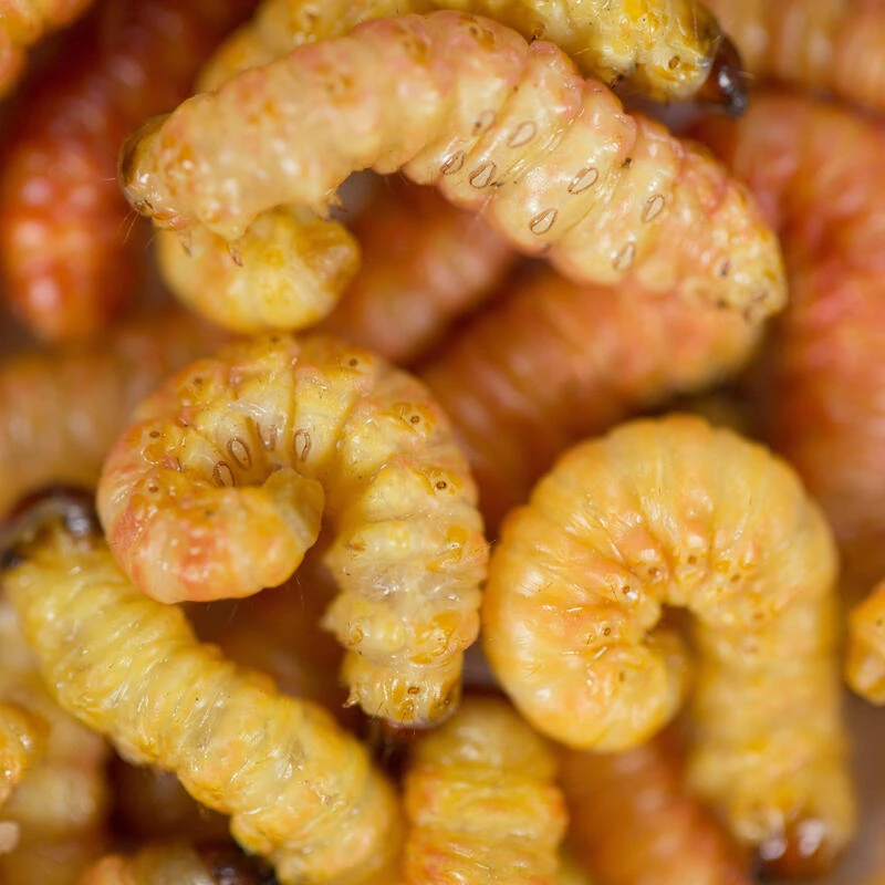 No Brand Appâts Vivants De Pêche, Vers De Tébos (10/15 Quantités Environ) 1 No Brand Appâts Vivants De Pêche, Vers De Tébos (10/15 Quantités Environ)