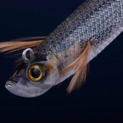 Turlutte Ultra Coulante TYP RUN EBIFISH 3.0/120 Naturel Mullet Pêche Calamar 12 Turlutte Ultra Coulante TYP RUN EBIFISH 3.0/120 Naturel Mullet Pêche Calamar -Philippe Pêche turlutte ultra coulante typ run ebifish 30120 naturel mullet peche calamar 2